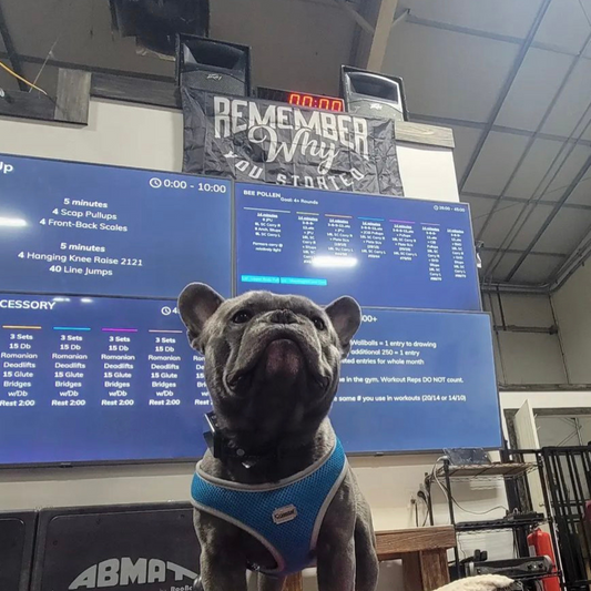 Rember why you started motivational gym flag bulldog crossfit gym
