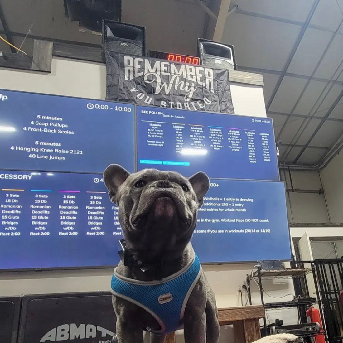 Rember why you started motivational gym flag bulldog crossfit gym 